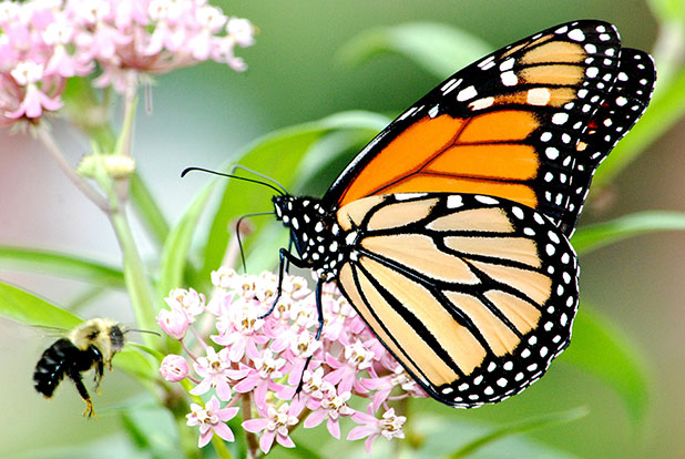 Monarch butterfly on swamp milkweed in Michigan. Photo by Jim Hudgins/USFWS.